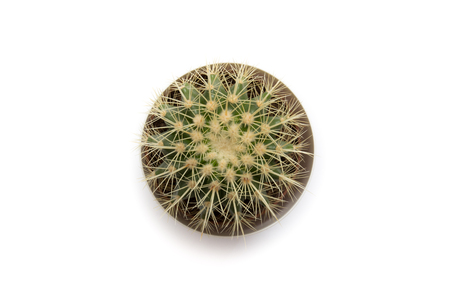 Cactus (succulent) from above isolated on white backgroundの写真素材