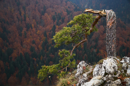 An old thick tree bathed in rainy autumn fog in Pieniny Mountains