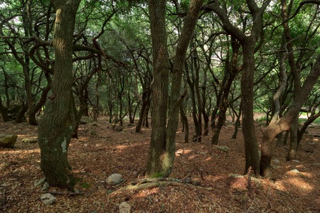 Green forest in mountainsの写真素材