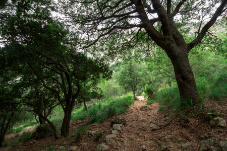 Mountain path in Serra de Tramuntana mountain range on Mallorca, Balearic Islands, Spain. Hiking trail on Majorca islandの写真素材