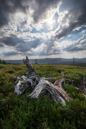 Broken trees lying on the grass on mountain meadowの写真素材
