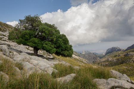 Vibrant green, healthy and solid tree in mountains.の写真素材