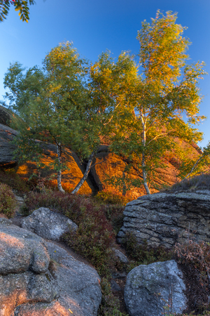 Orange morning light on boulders, rock formation and birch trees, saturated backgroundの写真素材