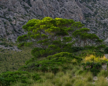 Vibrant green, healthy and solid tree in mountains.の写真素材