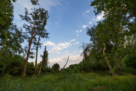 Summer, green trees and empty space in betweenの写真素材