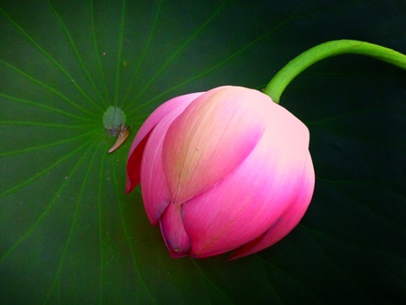 Lotus budの写真素材