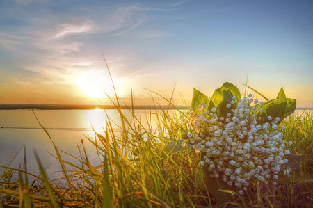 Lilies of the valley in the sunset raysの写真素材