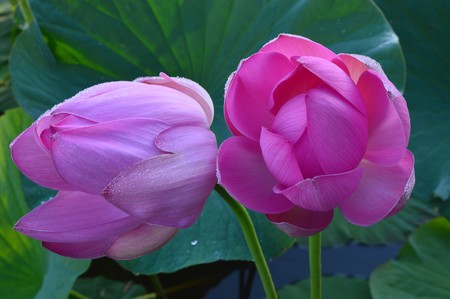 Lotus in the morning dew. Khabarovsk region, far East, Russiaの写真素材