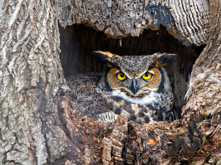 Female Great Horned Owl in Nestの写真素材