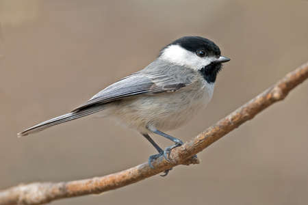 Carolina Chickadee on Branchの写真素材