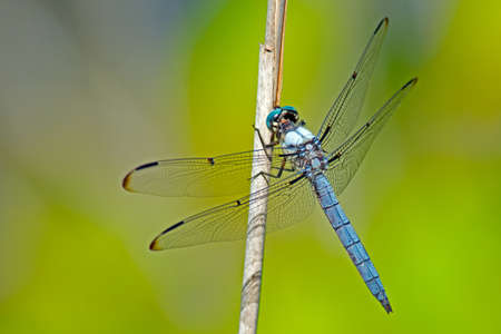 Blue Dasher Dragonfly clinging to a phragmiteの写真素材
