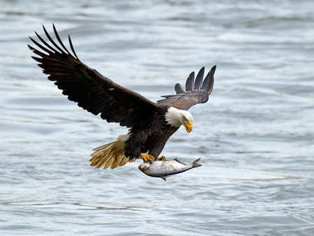 Bald Eagle with Large Fishの写真素材