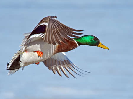 Male Mallard in Flightの写真素材
