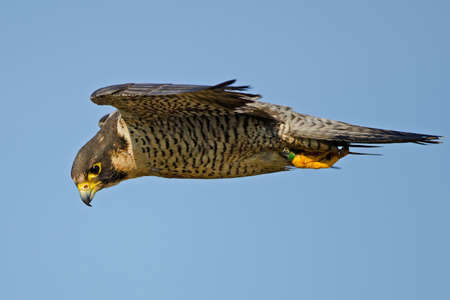 Peregrine Falcon in Flight Huntingの写真素材