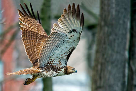 Red-tailed Hawk in Flightの写真素材