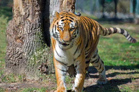 Amur Siberian Tiger staring directly at Camera.