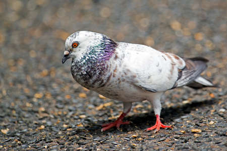 White Rock Pigeon