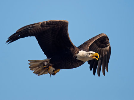 Bald Eagle in Flight with Fishの写真素材