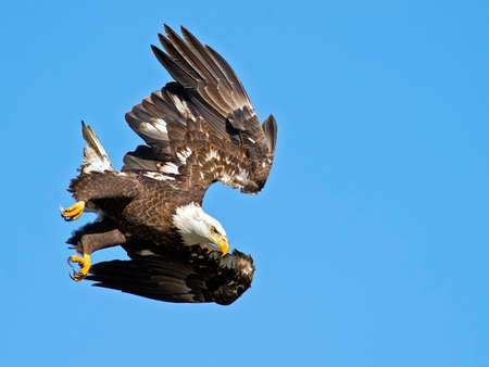 Bald Eagle in Flight Divingの写真素材