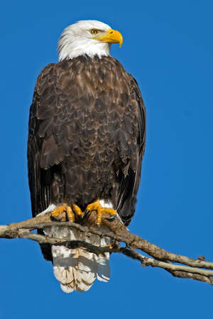 Bald Eagle Sitting on Tree Branchの写真素材
