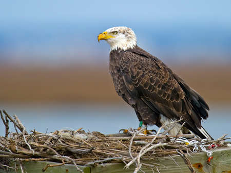 Bald Eagle Sitting in Nestの写真素材