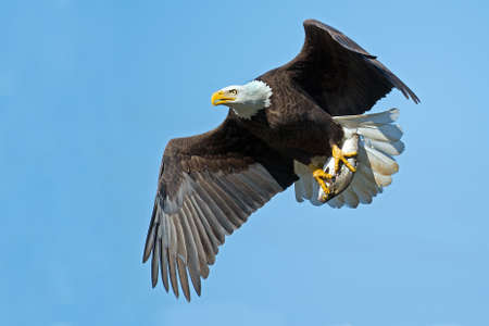 Bald Eagle in Flight with Fishの写真素材