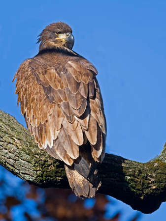 Juvenile Bald Eagle Sitting in Treeの写真素材