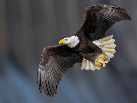Bald Eagle in Flight