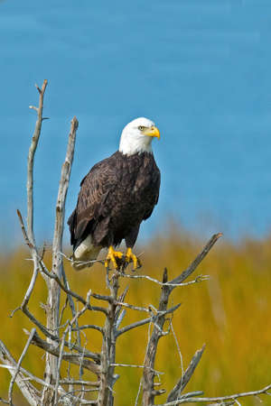 Bald Eagle Sitting on Tree Branchの写真素材