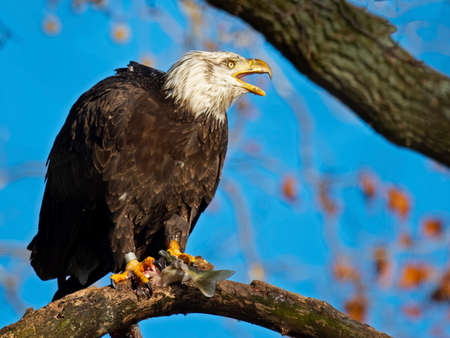 Bald Eagle Sitting in Tree with Fishの写真素材