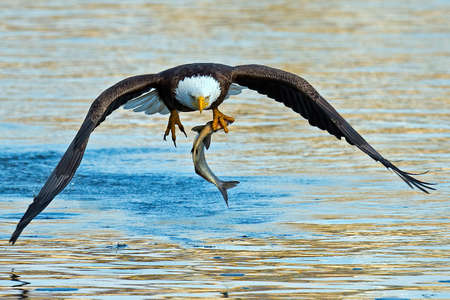 Bald Eagle in Flight with Fishの写真素材