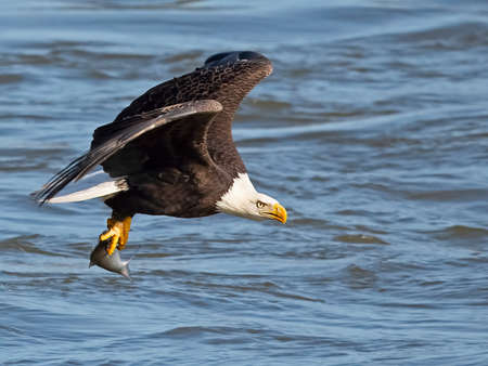 Bald Eagle Diving Down for a Fish Grabの写真素材