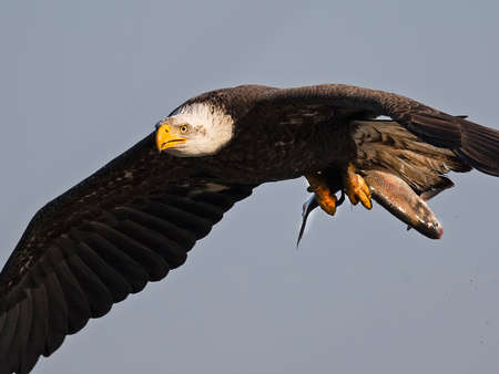 Bald Eagle in Flight with Fishの写真素材