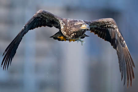 Juvenile Bald Eagle in Flight with Fishの写真素材