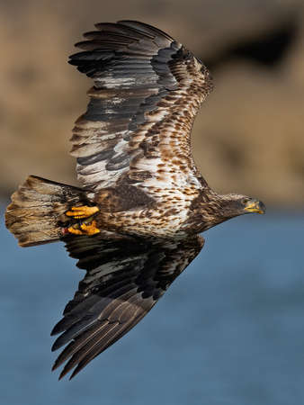 Juvenile Bald Eagle in Flight with Fishの写真素材