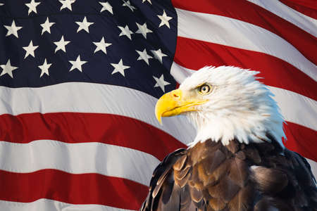 Bald Eagle in Front of the American Flagの写真素材
