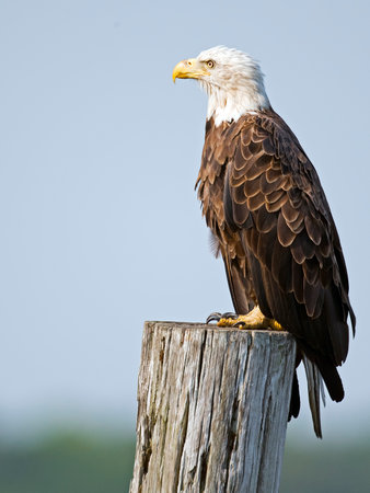 Bald Eagle Sitting on Pilingの写真素材