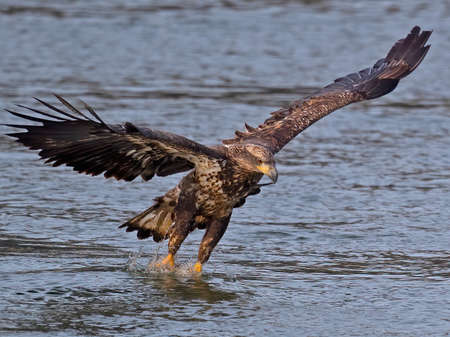 Juvenile Bald Eagle Diving Down to Grab Fishの写真素材