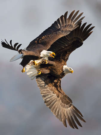 Pair of Bald Eagles Battling in Flightの写真素材