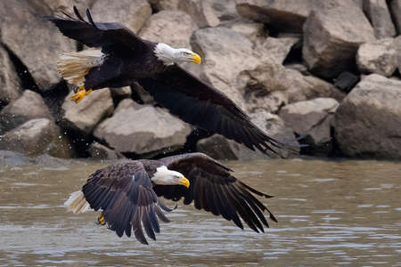 Pair of Bald Eagles Battling in Flightの写真素材