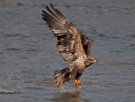 Juvenile Bald Eagle Diving Down to Grab Fishの写真素材