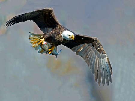 Bald Eagle in Flight with Fishの写真素材