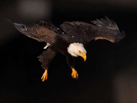 Bald Eagle in Flight Diving