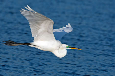 Great Egret in Flightの写真素材