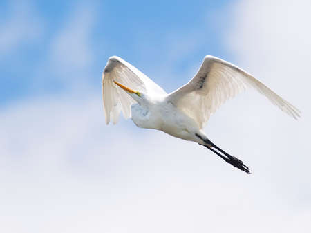 Great Egret in Flightの写真素材