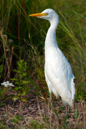 Cattle Egret Standing in the Grassの写真素材