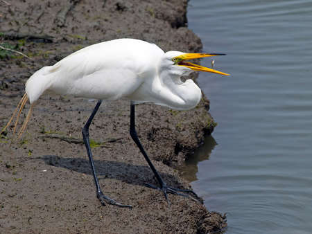 Great Egret with Fish