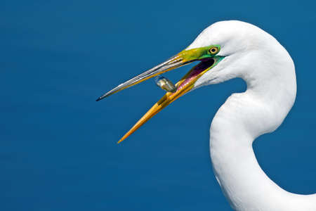 Great Egret with Fishの写真素材