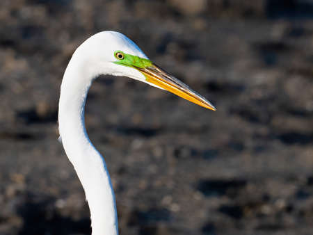 Great Egret Close-upの写真素材
