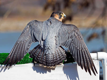 Portrait of a barbary Falconの写真素材